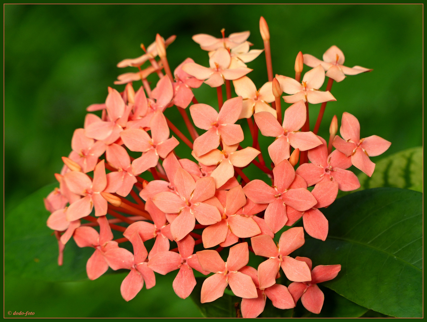 Ixora coccinea