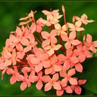 Ixora coccinea