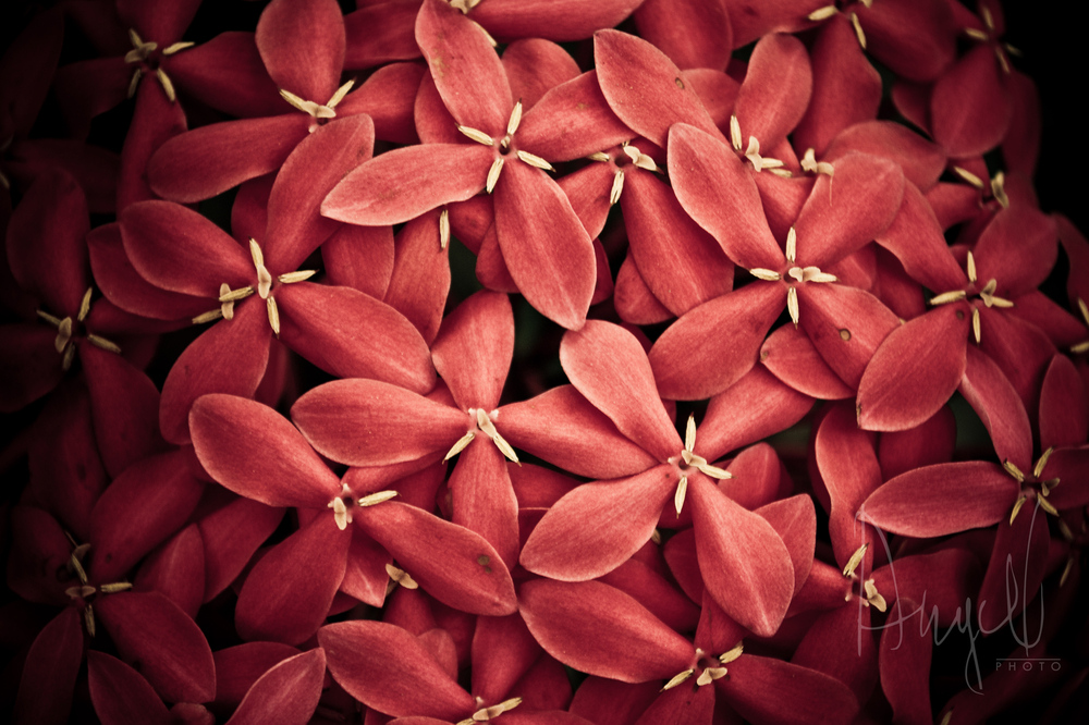 Ixora coccinea, o Flor de Coral