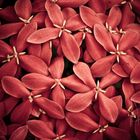 Ixora coccinea, o Flor de Coral