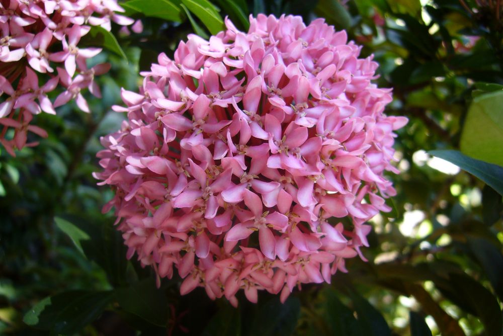 Ixora pink