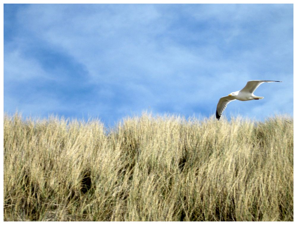 IXUS auf Sylt