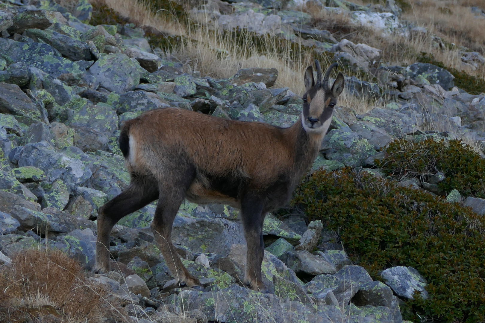 izard catalan