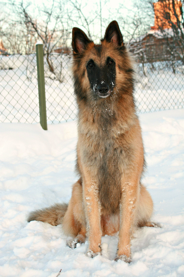 Izor ute i snön