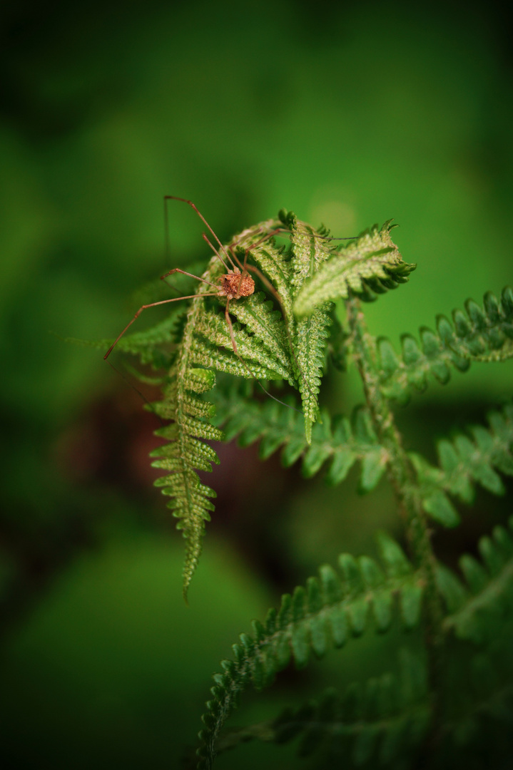 izzy bizzy spider 