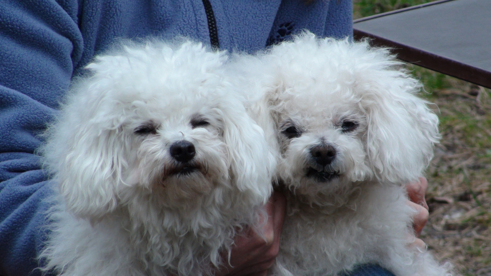 Izzy und Cellina