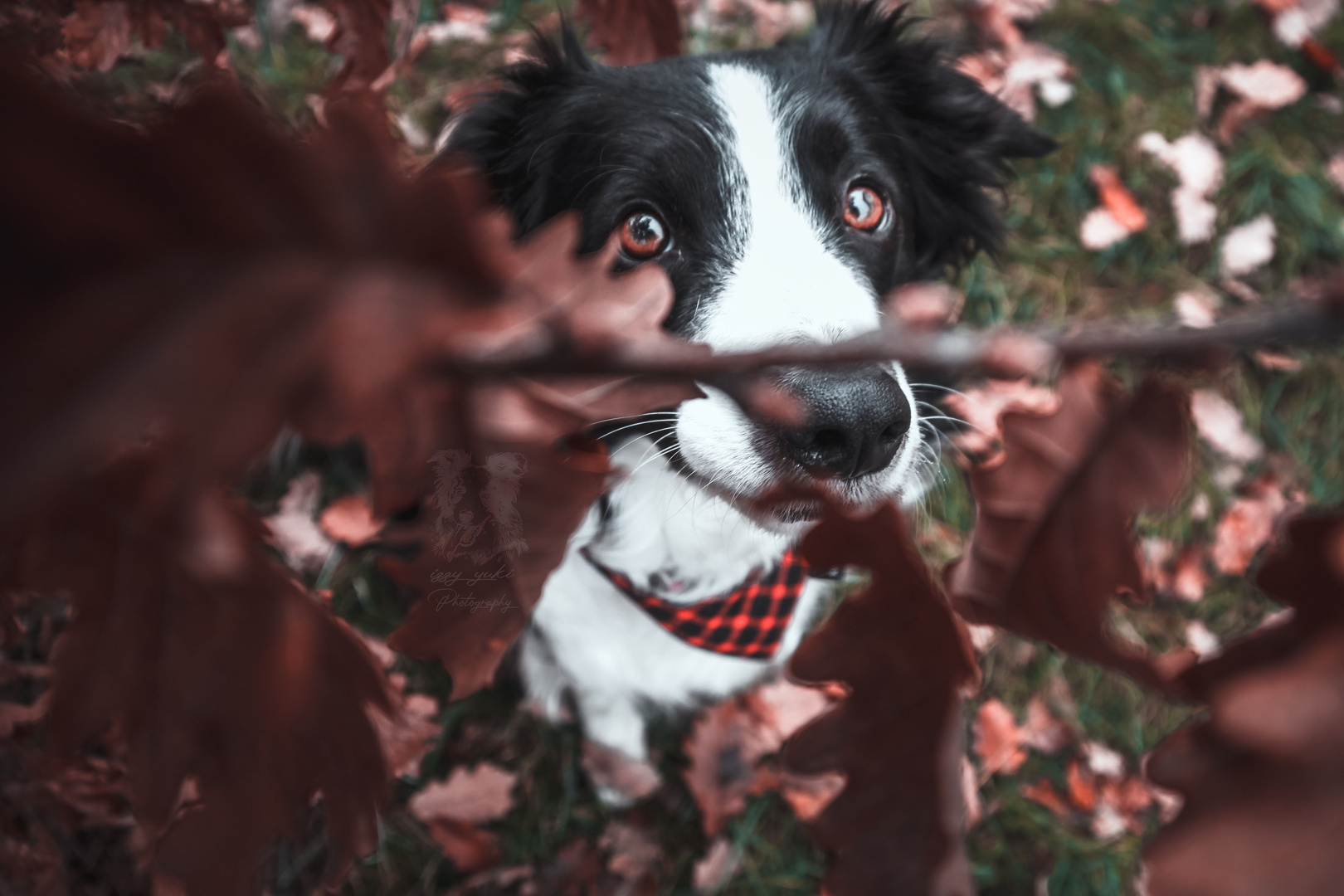 Izzy_loves_autumn