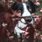 Izzy_loves_autumn