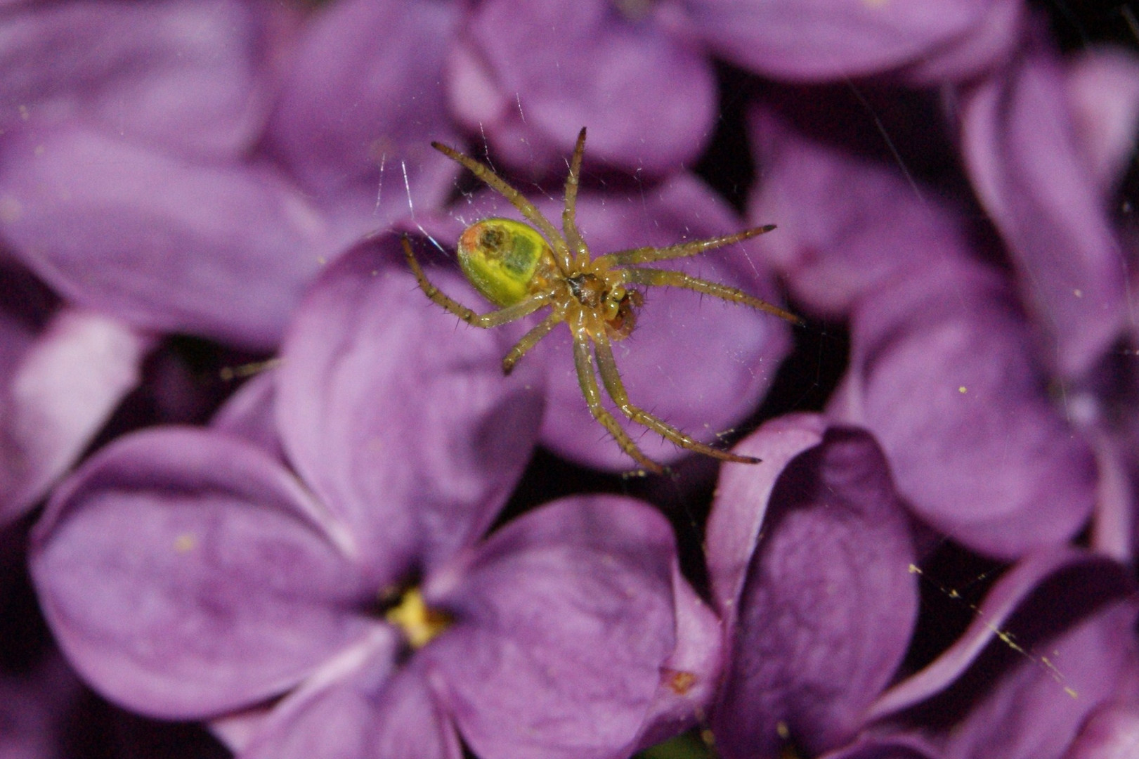 j aime sentir le lilas...