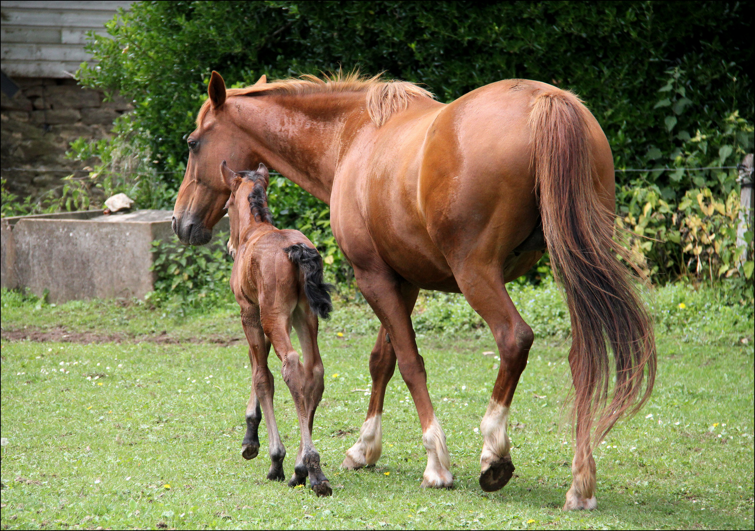 J comme Jument et son Jeune