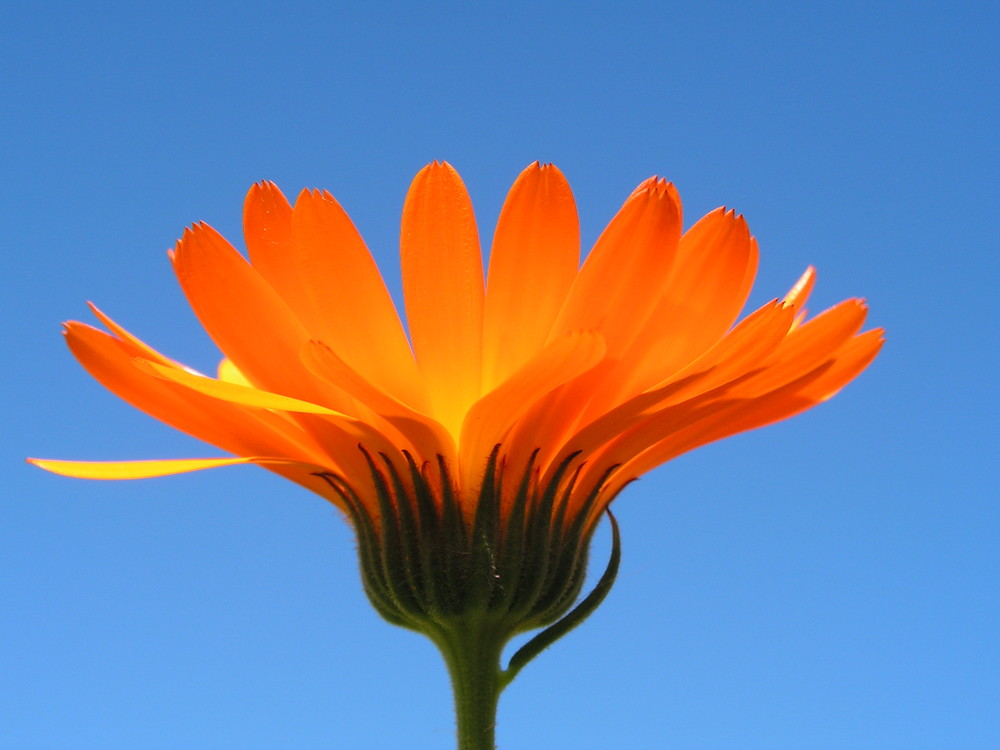 J1 Calendula fantastica