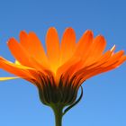 J1 Calendula fantastica