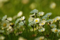 J10 Jedem Gänschen sein Blümchen