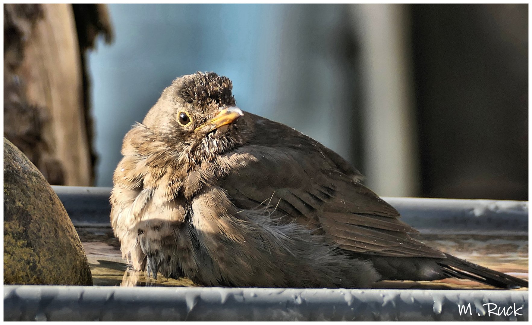 Ja auch bei uns Vögel zählt die Reinlichkeit 