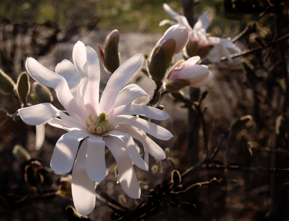 Ja, auch das sind Magnolien......