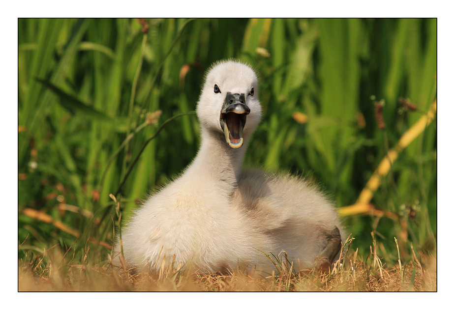 Ja, auch ich werde mal ein großer Schwan