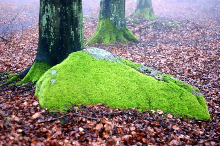 Ja, da ist was dran, Nebel und Regen machen schöne Farben.