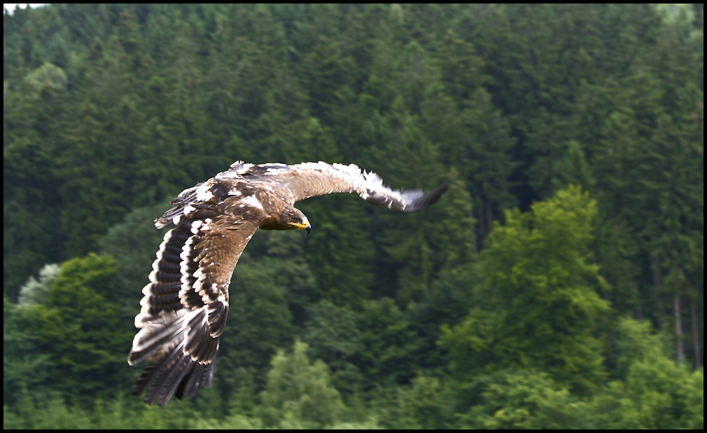 Ja, da stehen einem die Federn zu Berge......