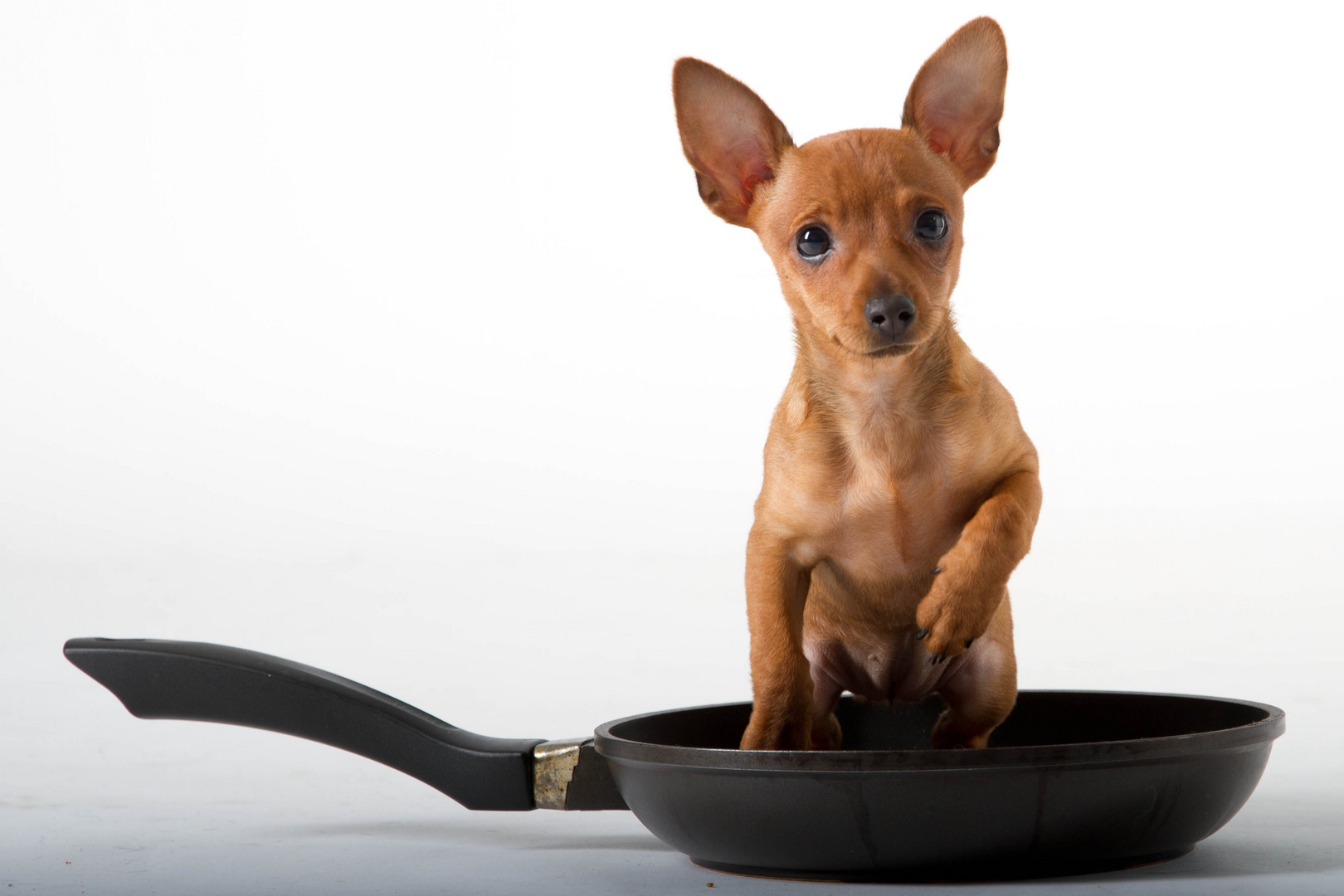 Ja da wird ja der Hund in der Pfanne verrückt Foto & Bild tiere