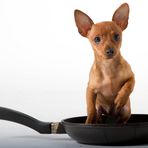 Ja da wird ja der Hund in der Pfanne verrückt