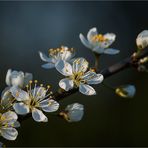 … „Ja, der Frühling, der Frühling, der Frühling ist hier“ …