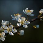 … „Ja, der Frühling, der Frühling, der Frühling ist hier“ …