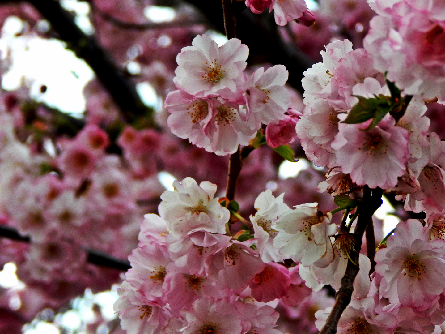 ja der Frühling ist da