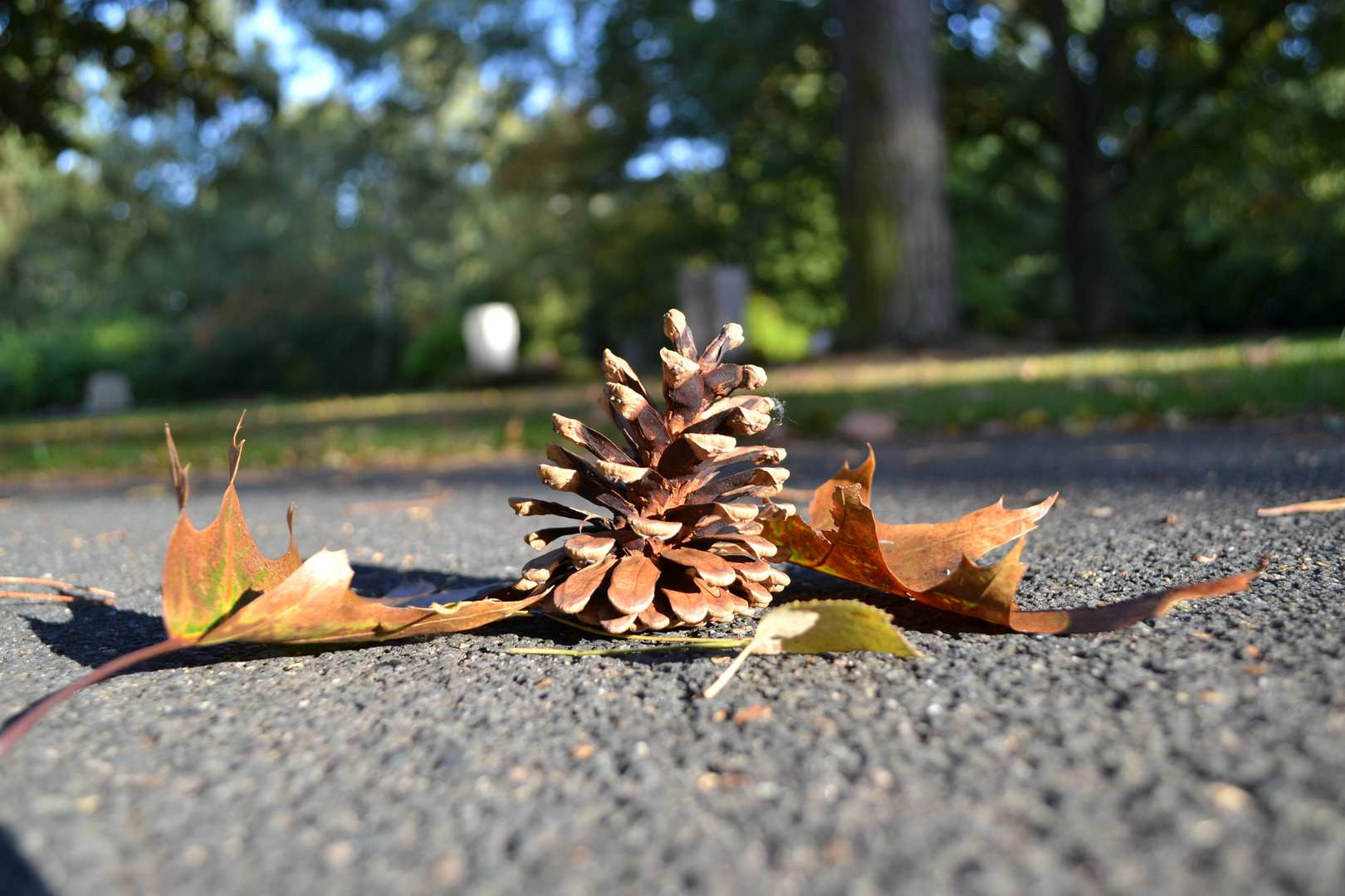 Ja, der Herbst kommt...