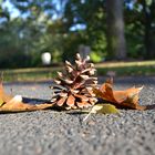 Ja, der Herbst kommt...