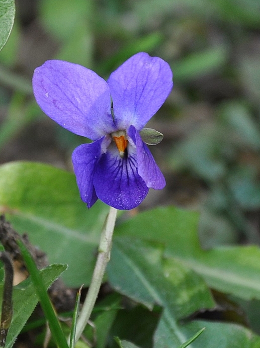 Ja - die Veilchen blühen in Massen wieder im Garten...