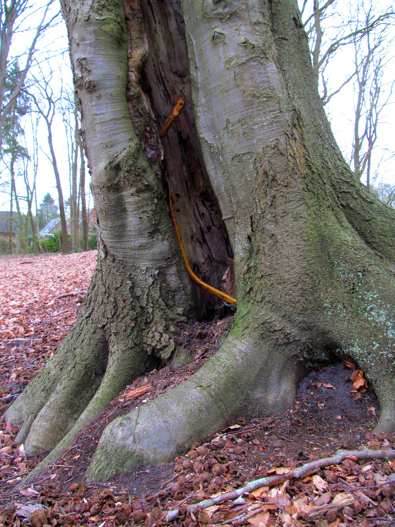  Ja , eine Säge ist im Baum ....