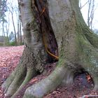  Ja , eine Säge ist im Baum ....