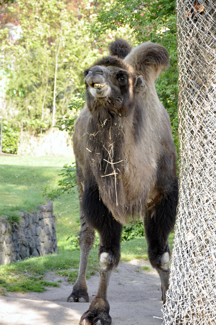 Ja 'en Besuch im Zoo