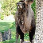 Ja 'en Besuch im Zoo