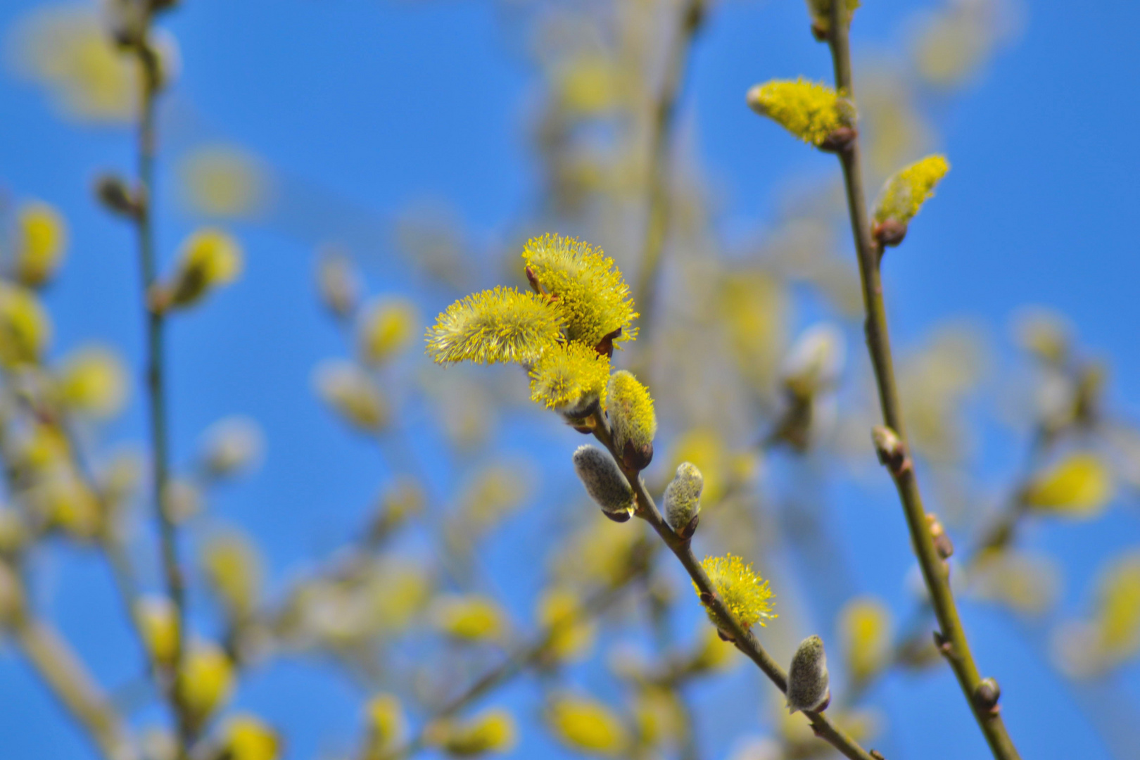 Ja er ist da der Frühling