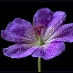 JA .. es muss nicht immer alles scharf sein  - ( Stacking Bild ) 