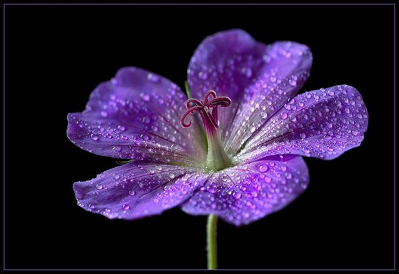 JA .. es muss nicht immer alles scharf sein  - ( Stacking Bild ) 