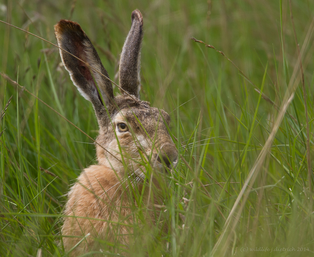 Ja ,Hase