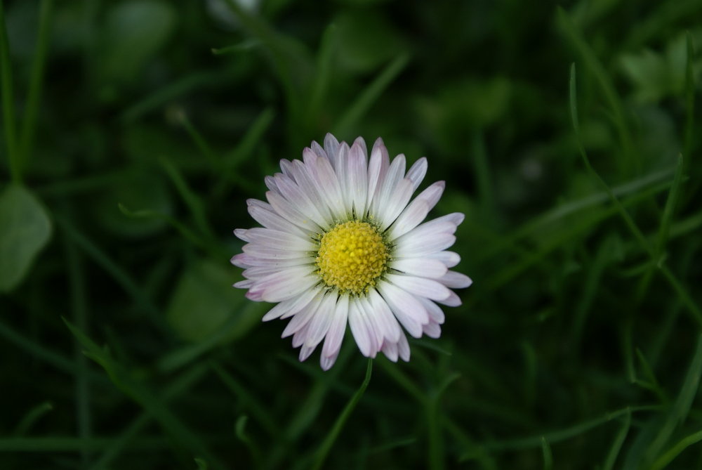 ...ja, ich bin ein kleines Gänseblümchen...