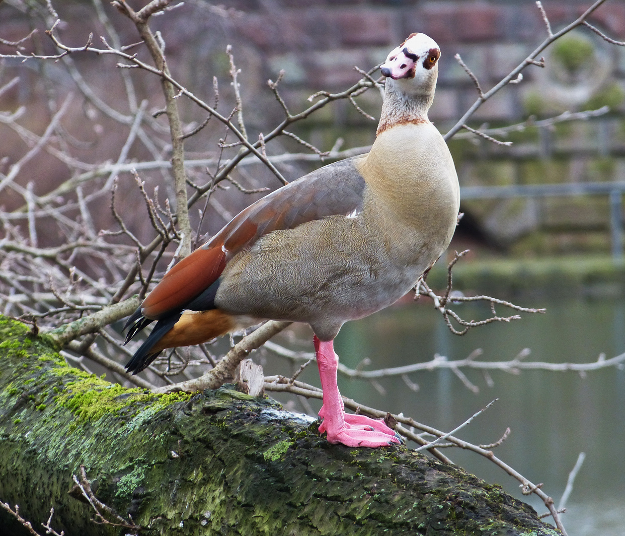 Ja ich bin eine Nilgans