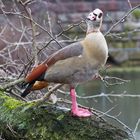 Ja ich bin eine Nilgans