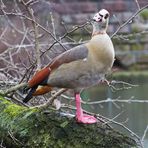 Ja ich bin eine Nilgans