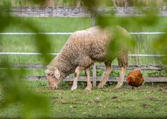 "Ja ich fress das Gras - du musst mir da nicht immer Reingackern"
