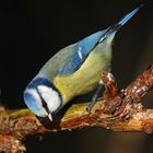 "Ja, ich heiß BLAUMEISE, aber ich hab nix Alkoholisches getrunken"