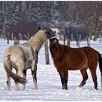 "Ja, ich liebe den Winter auch! " :-))