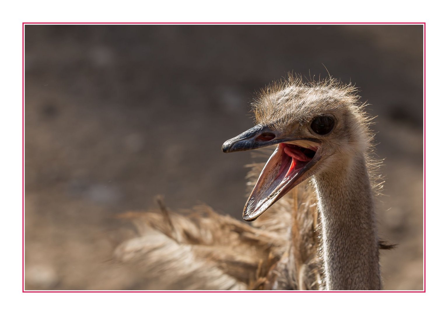 Ja... ich sing´ im Emu-Chor...