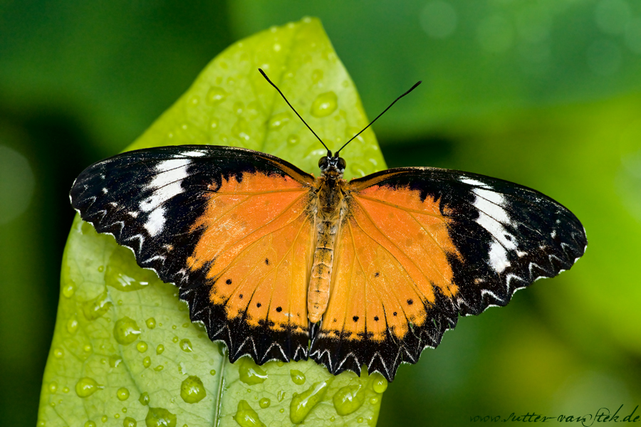 Ja ich weiss, schon wieder ein Schmetterling...