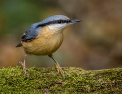 "Ja ich weiß, schon wieder nur ein Kleiber"