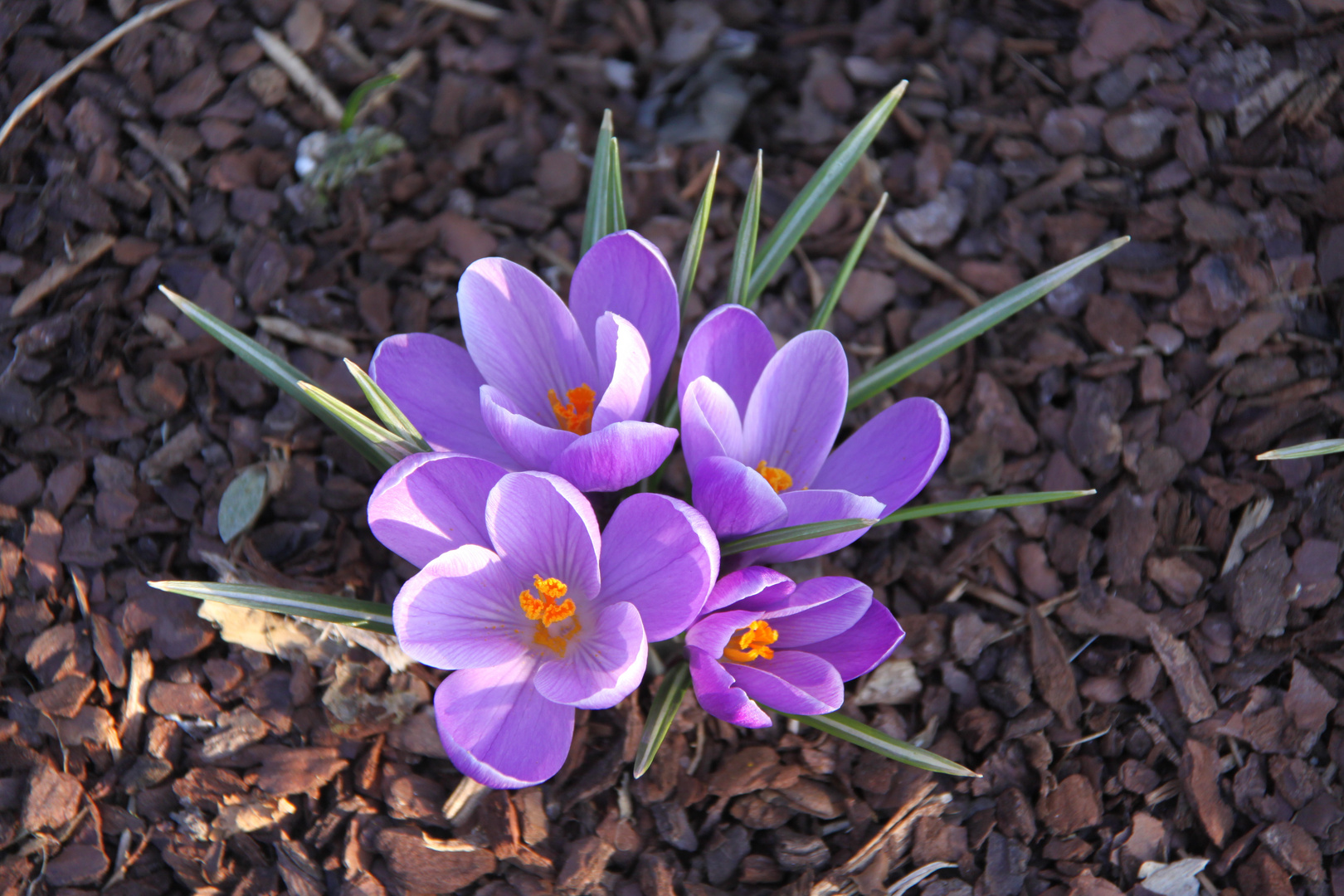 Ja ich will ... Frühling