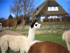 Ja ihr seht richtig ! Ein Lama auf Sylt ! Konkurrenz für das Sylter Schaf ? :-))